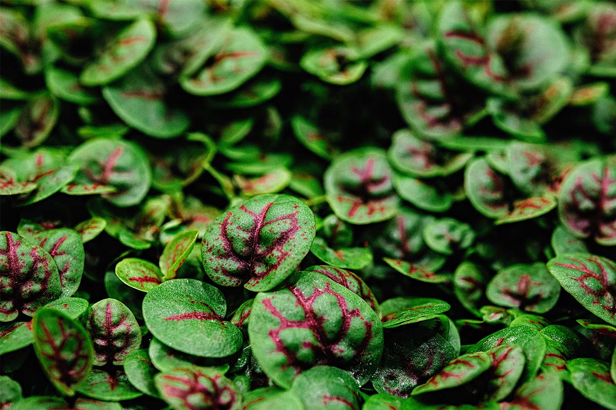 Bilder-quer-Franck-1200px3