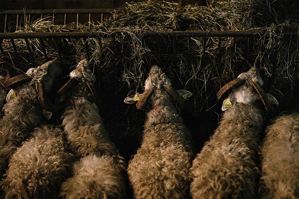 Bilder-quer-Franck-1200px5